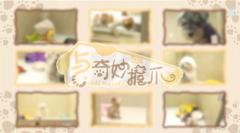《与奇妙握爪》